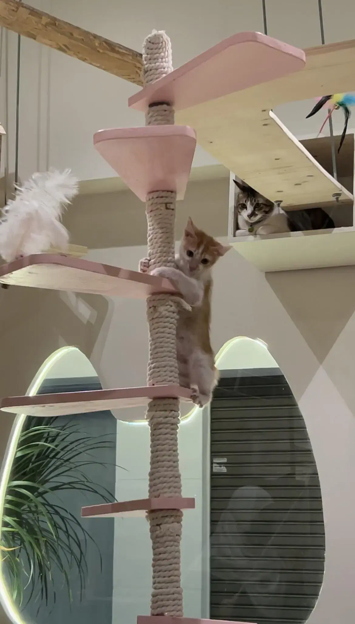 Cats playing inside manjapot