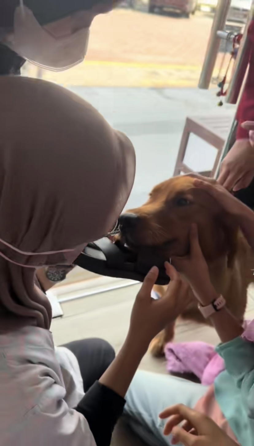 Doctors calming down golden retriever biting slippers