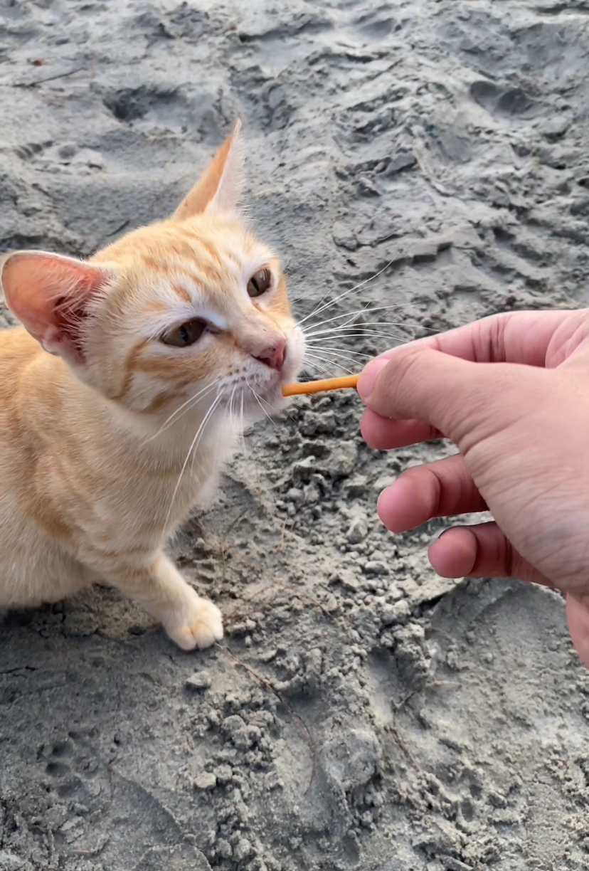 Oyen, msian orange cat eating snacks at a beach