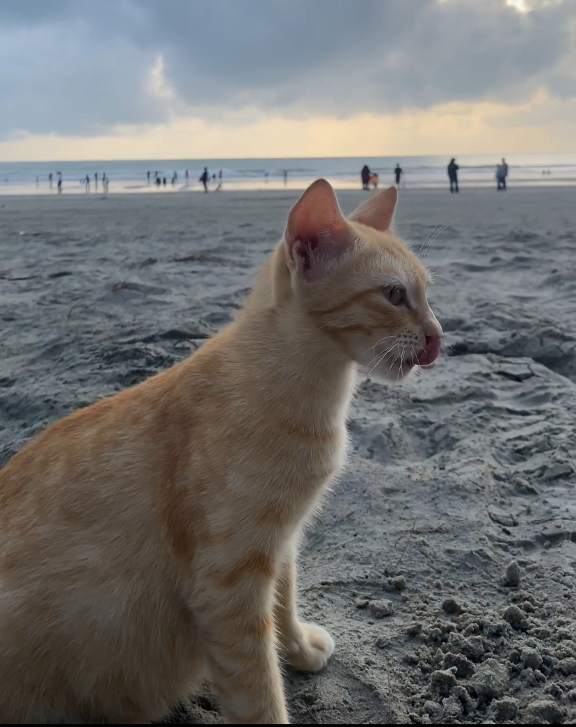 Oyen, msian orange cat at a beach