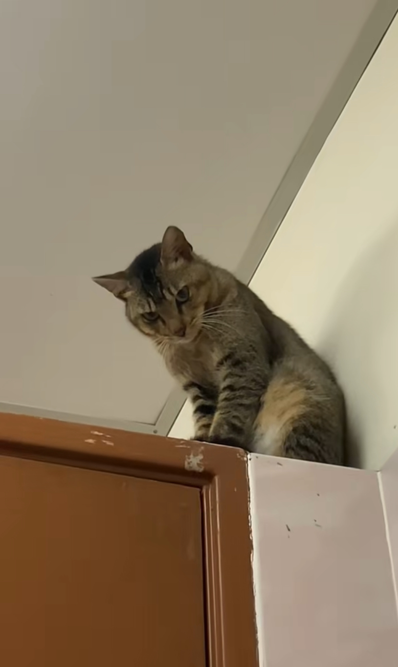 Cat staring from the top of the door