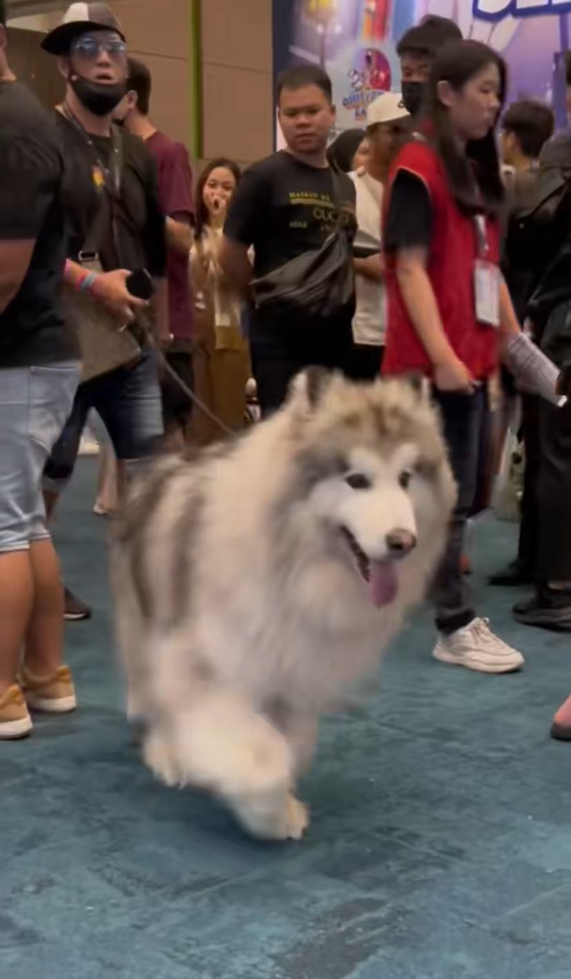 Giant malamute dog at pet expo