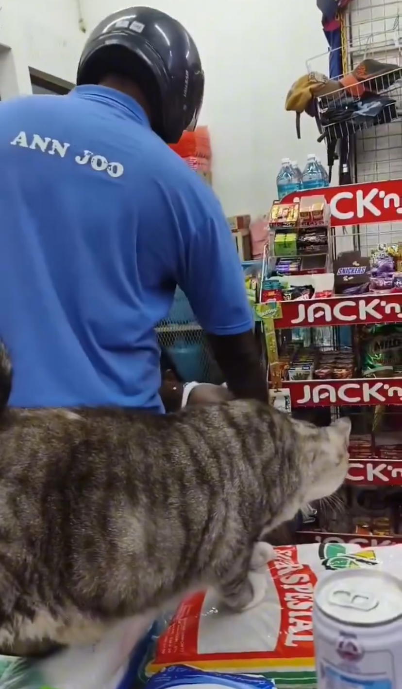 Cat in penang watching the brawl at mini market