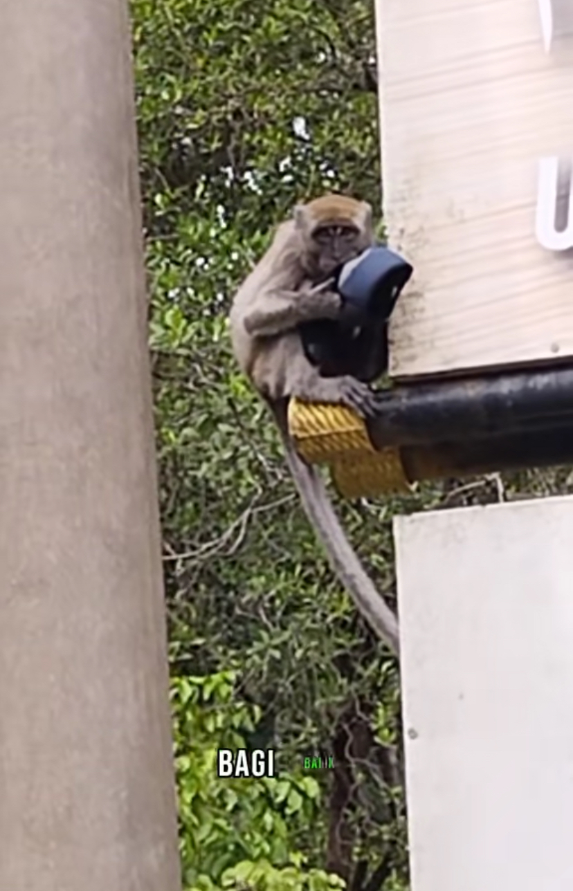 Monkey bites the glove
