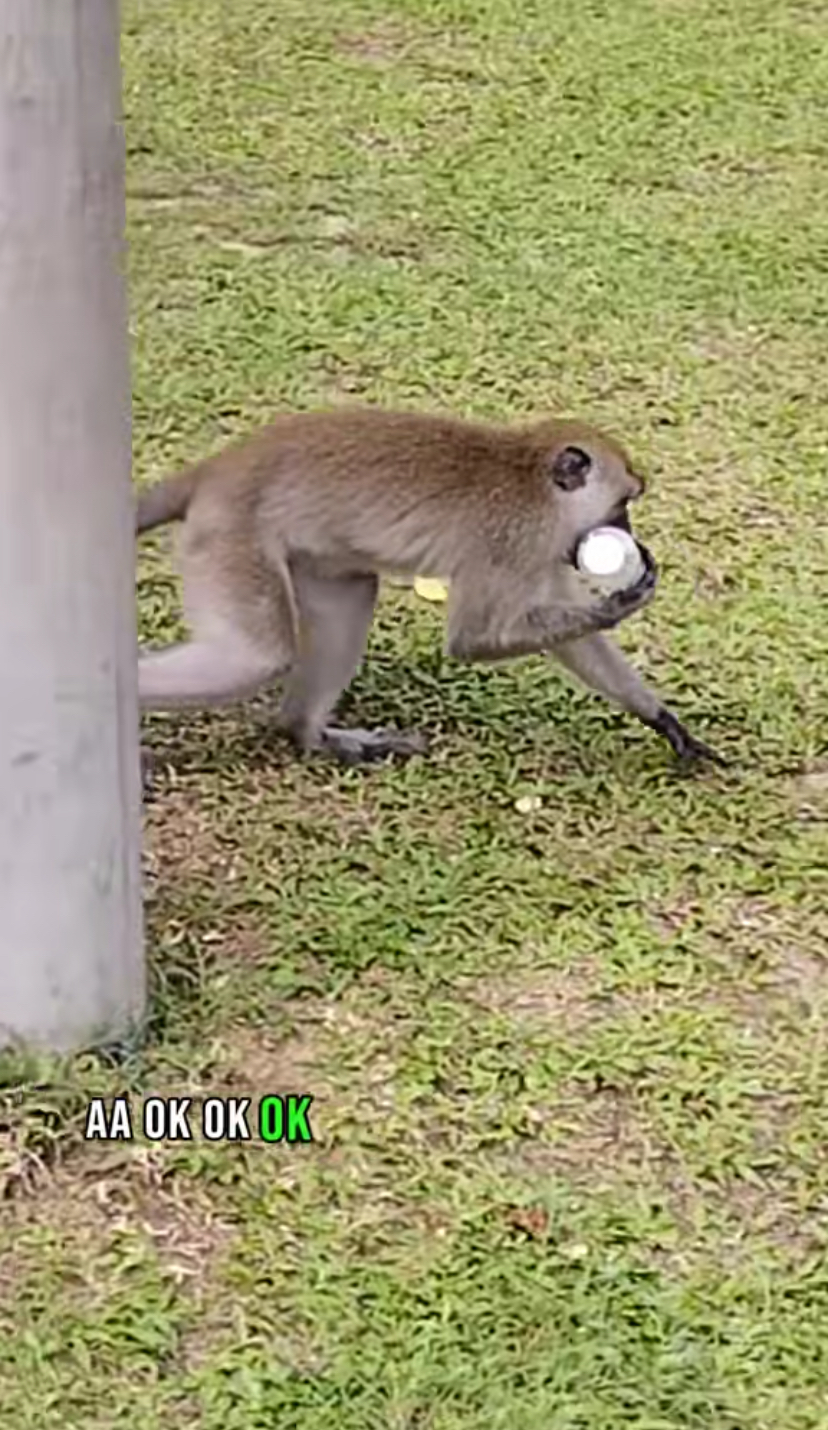 Monkey gives the glove back and takes a water bottle