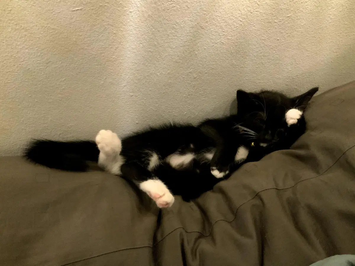 Coraline lounging on the couch