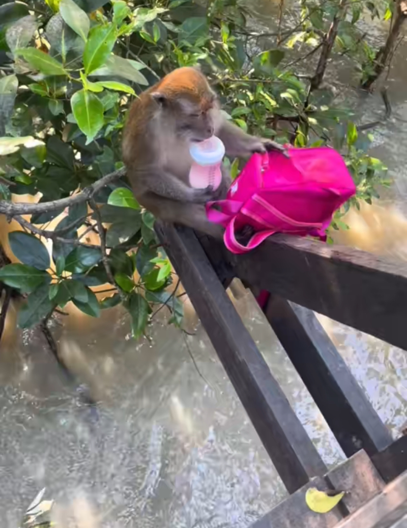 Monkey drinks milk from baby bottle