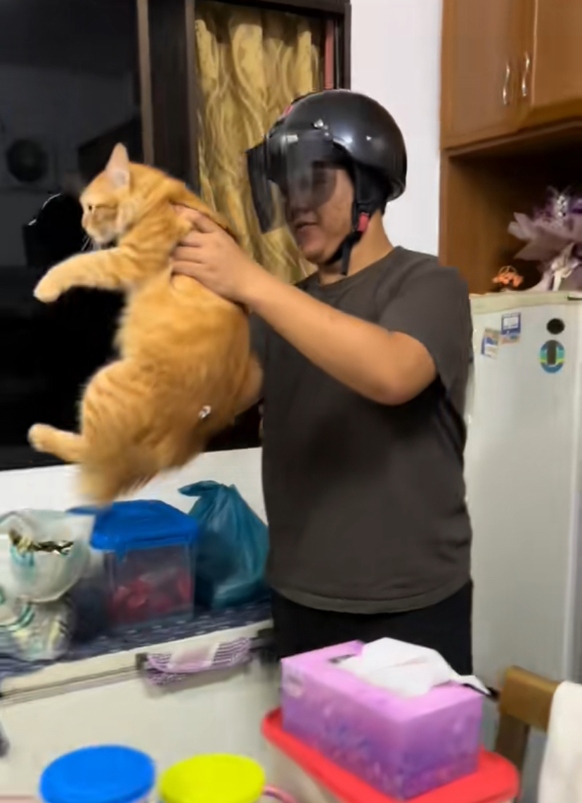 M’sian man protects himself from oyen’s relentless swipes with helmet