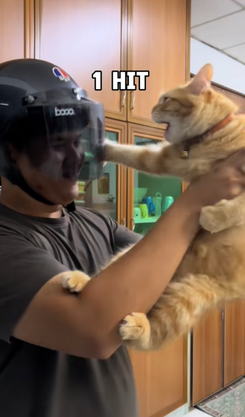 Cat hits the man on his face