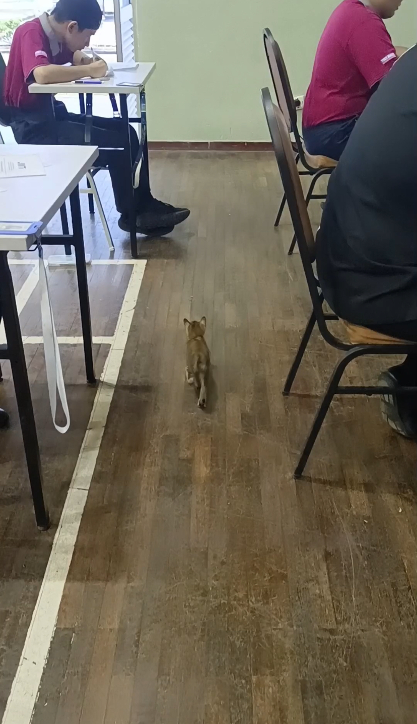 Kitten sneaks into exam hallway and tries to make contact with one of the students