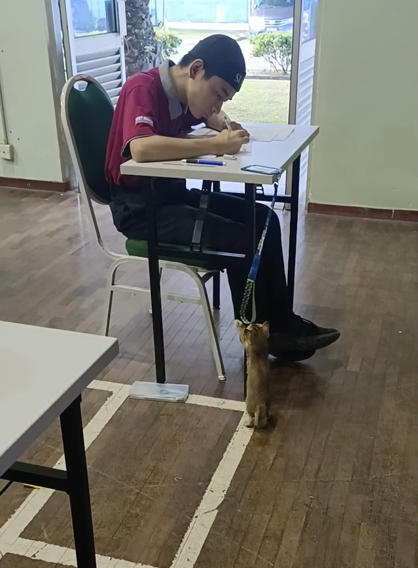 Boy focuses on his exam while the cat pulls his tag away from the table