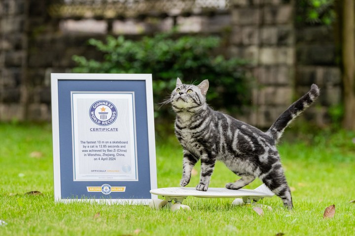 Bao zi, cat from china who broke the world record for skateboarding in 2024