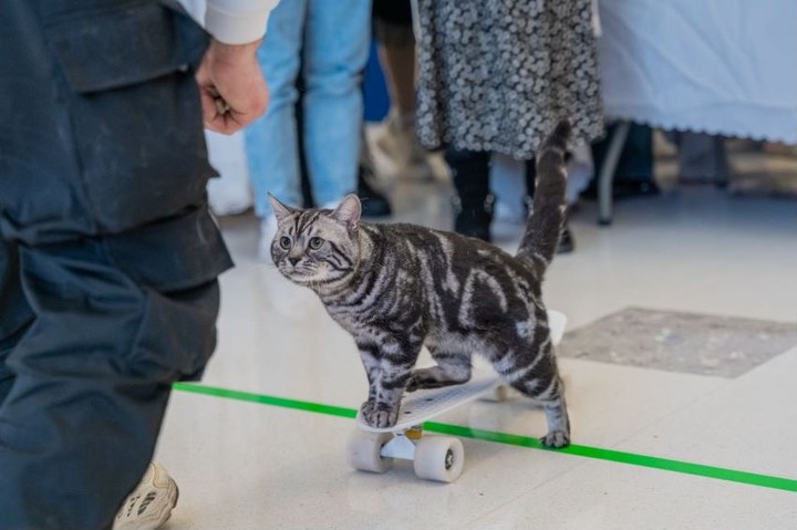 Bao zi, cat from china who broke the world record for skateboarding in 2024