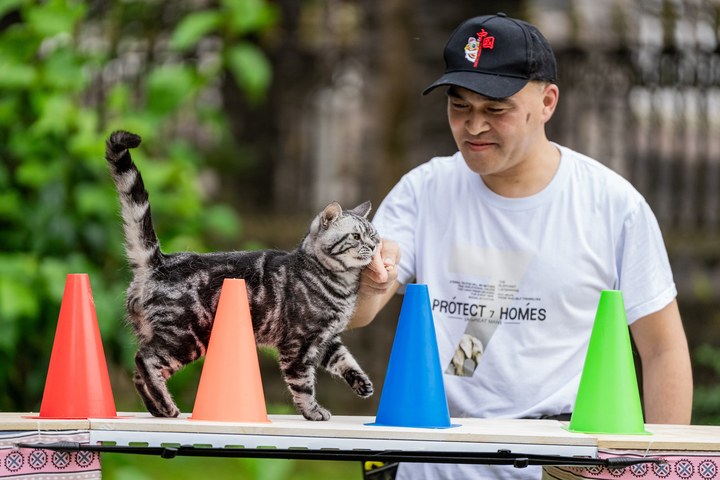 Li jiangtao, the cat owner of bao zi