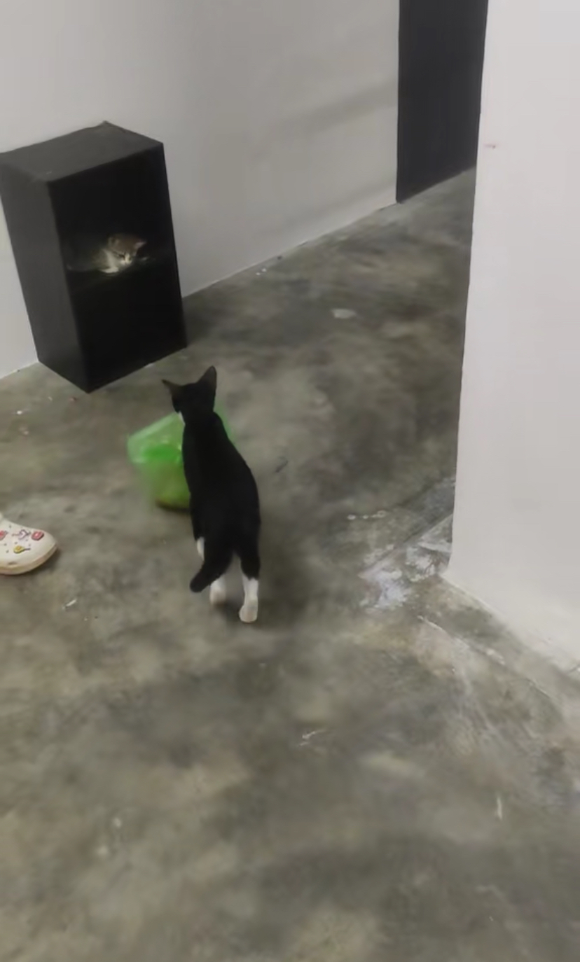 Cat bringing food while walking upstairs