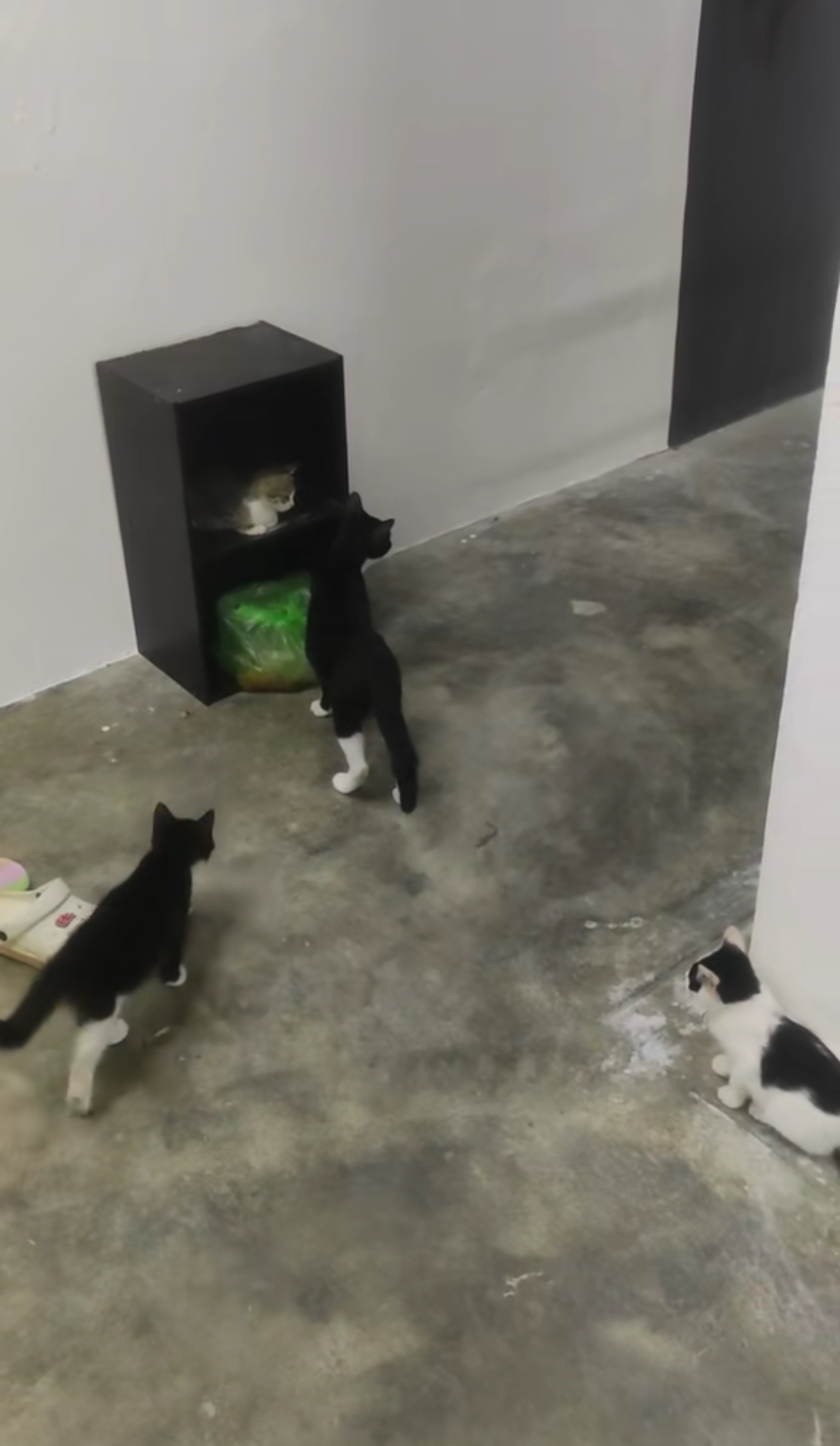 Cute clip shows mother cat bringing food for her kittens at upsi hostel, netizens touched | weirdkaya