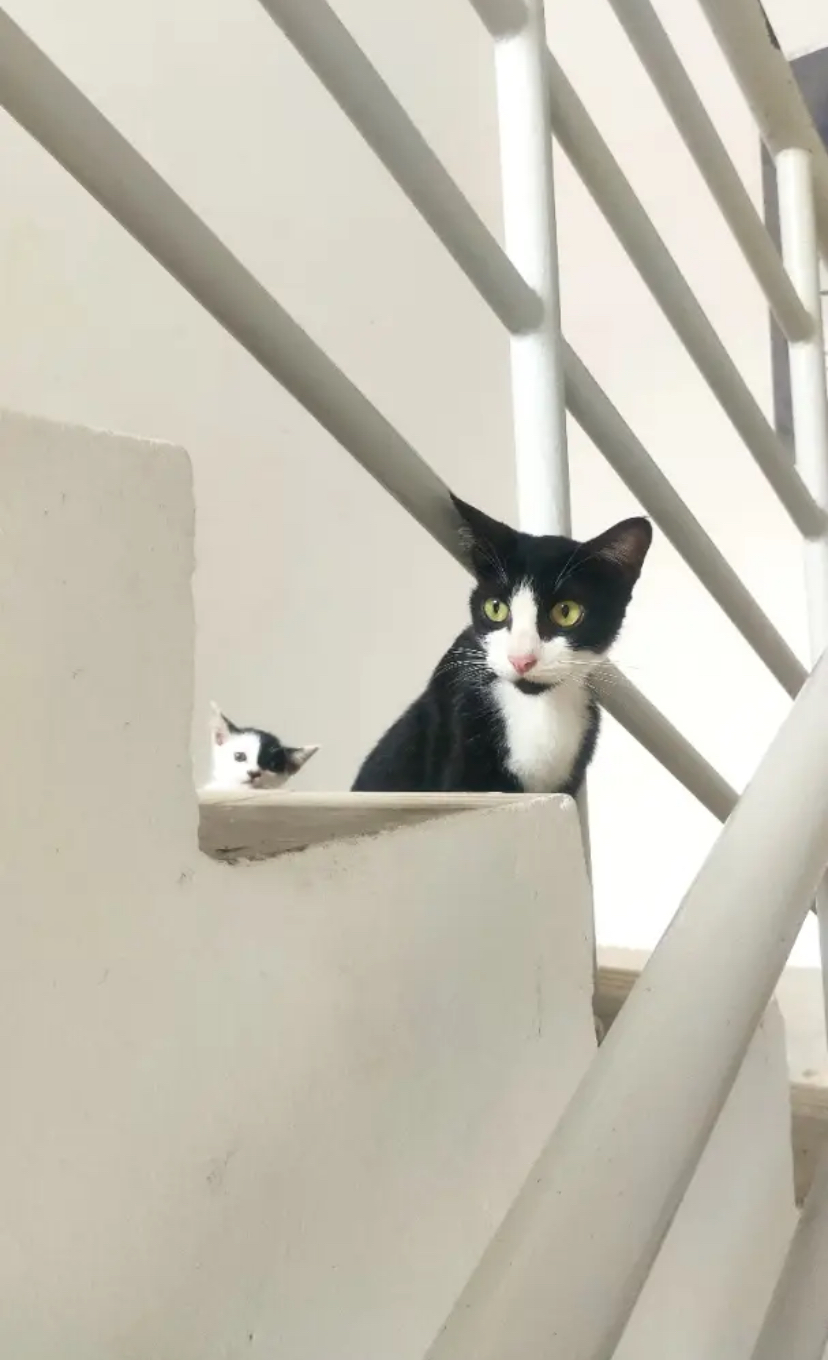 Mum cat with her kitten at staircase