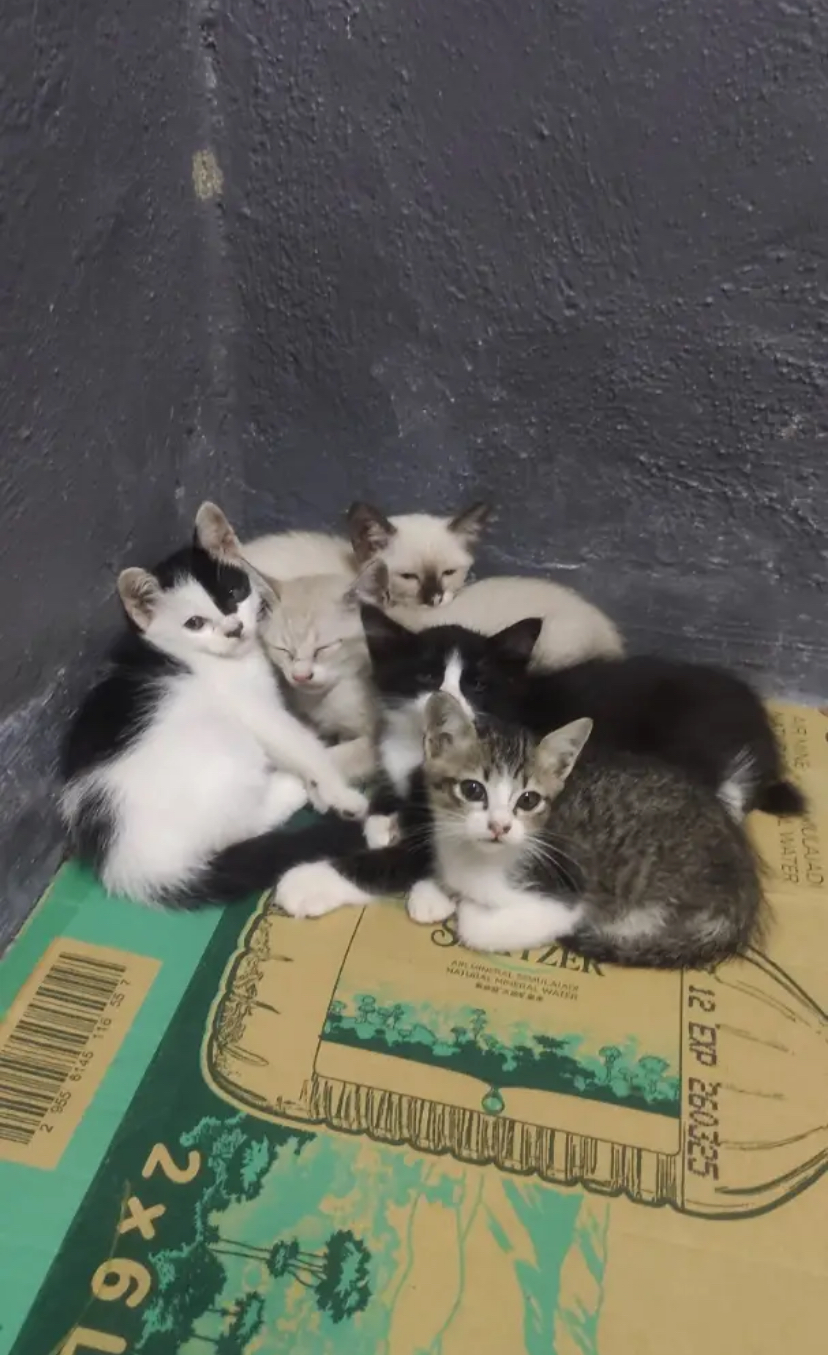 Mum cat with her kittens
