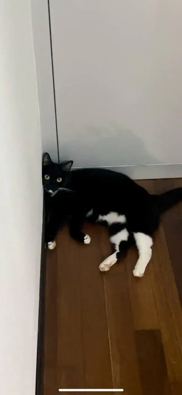 Coraline leaning by the wall