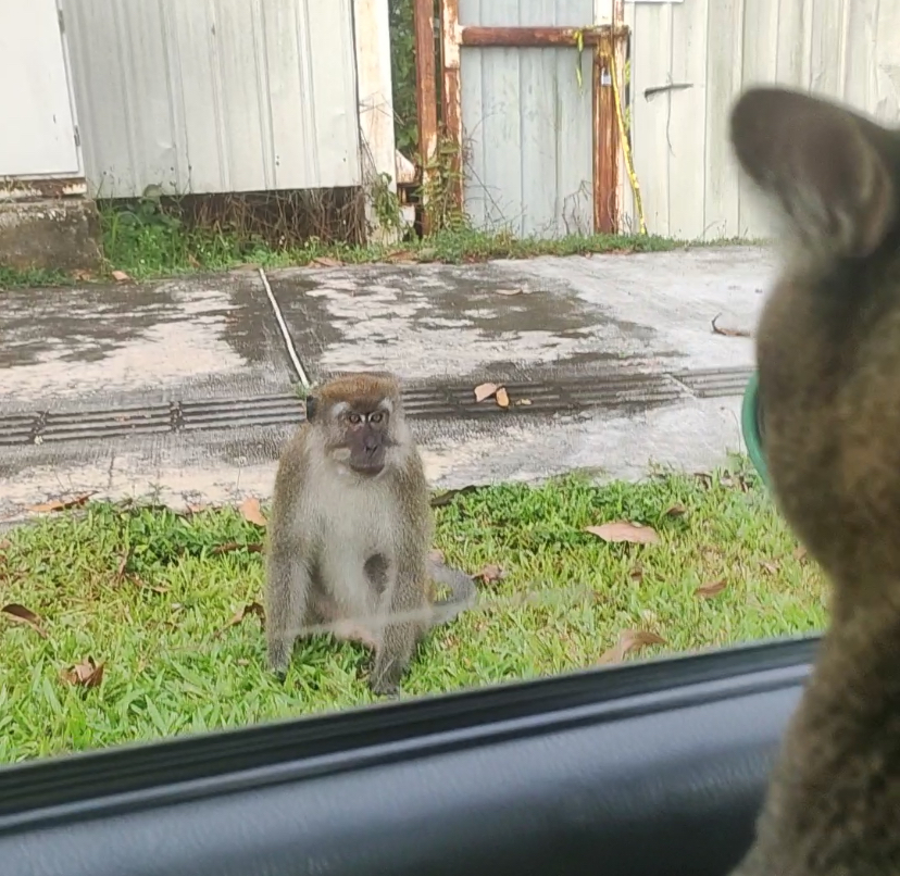 Cat and monkey in heated argument