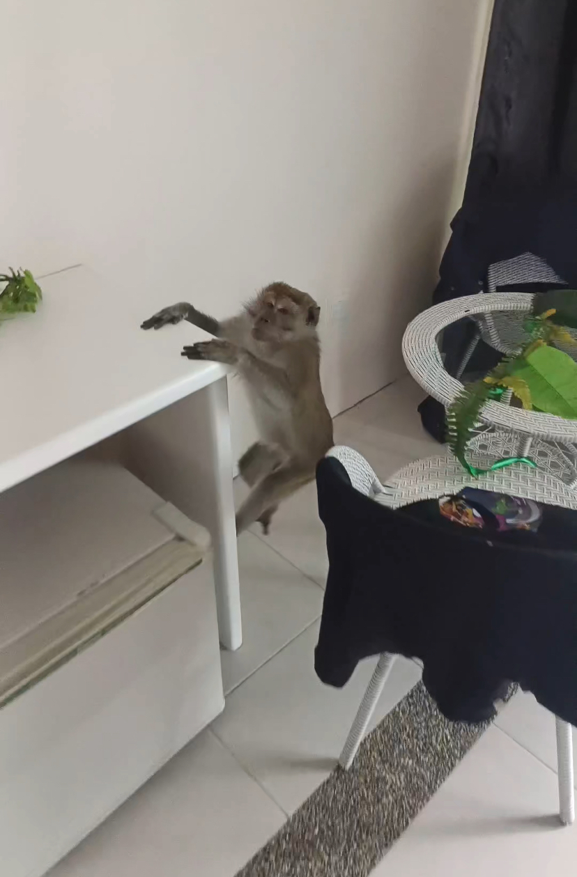 Monkey climbing at the atop of tv table