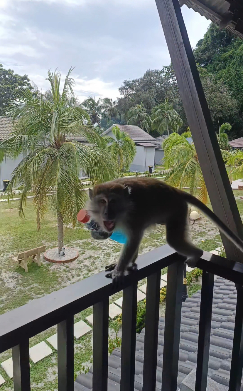 Monkey with drinking bottle at balcony area