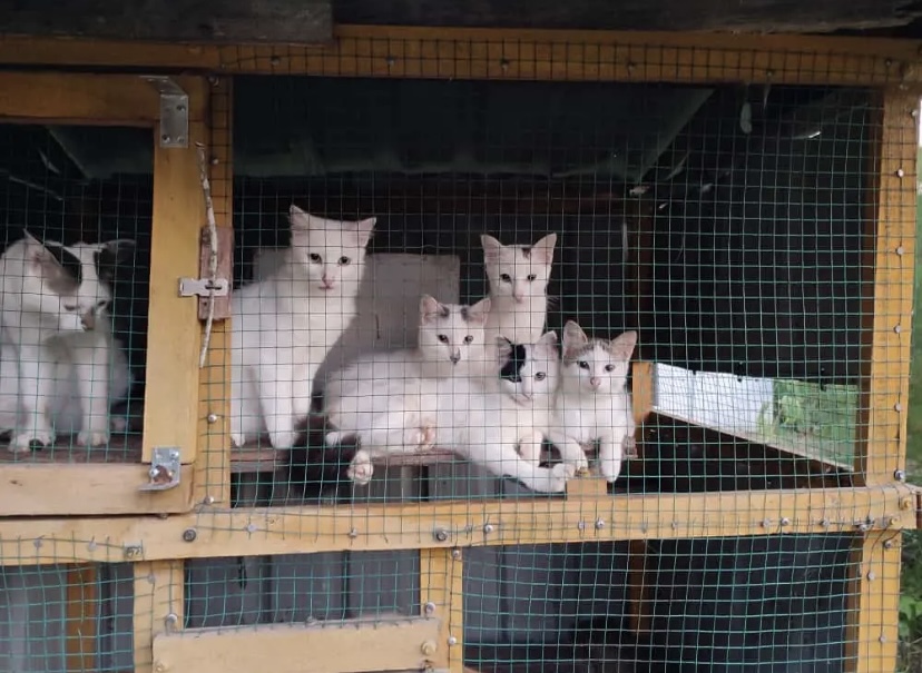 Cats in a cage