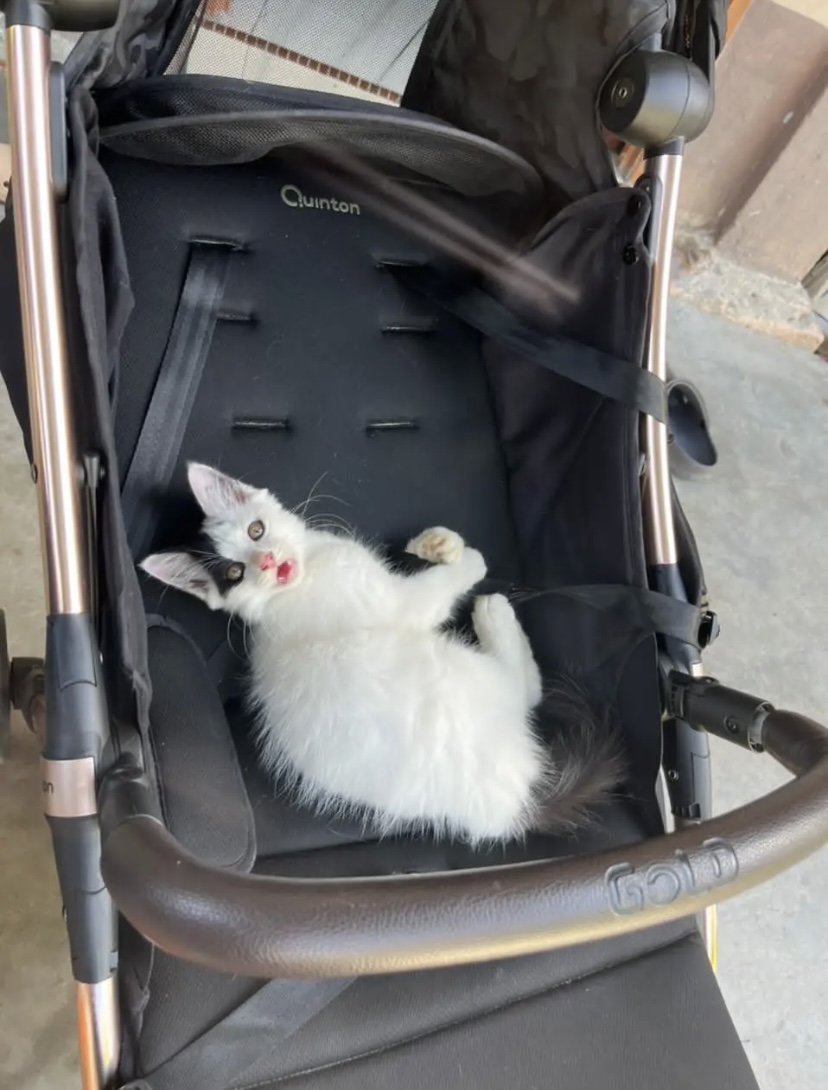 Cat in a stroller