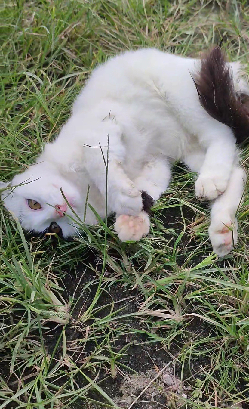 Cat lounging on the grass with eyes opened
