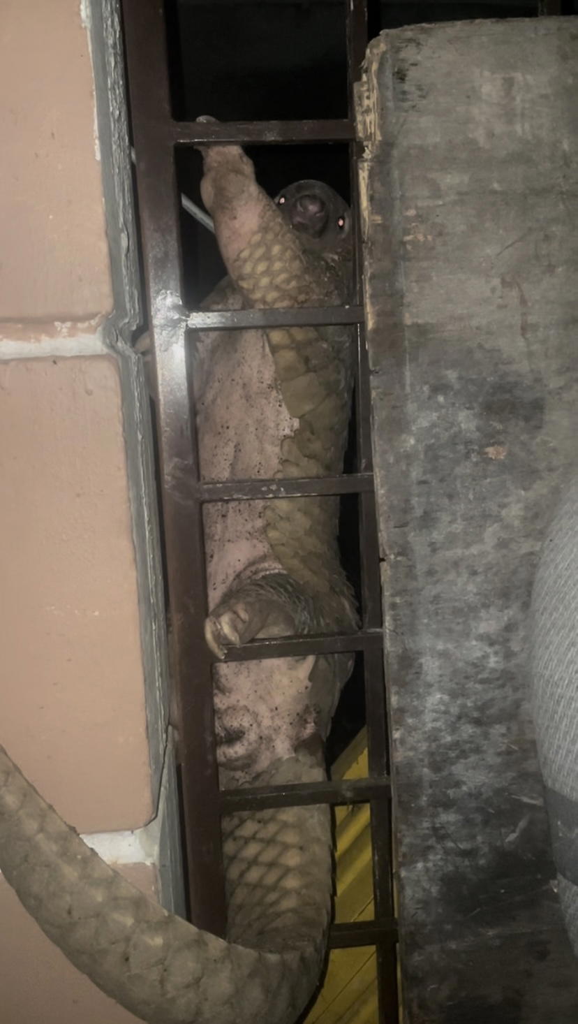 Pangolin hanging by a window