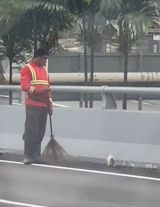 Street cleaner and white cat