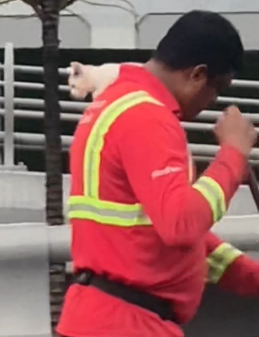 Street cleaner grabs white cat