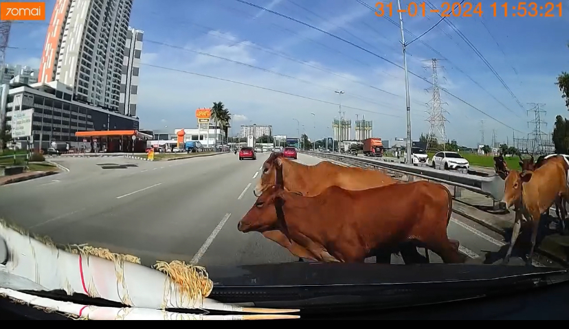 Cow collision at jalan baru, penang.