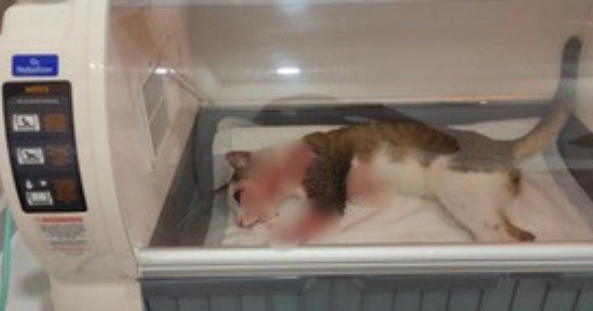 injured cat inside incubator