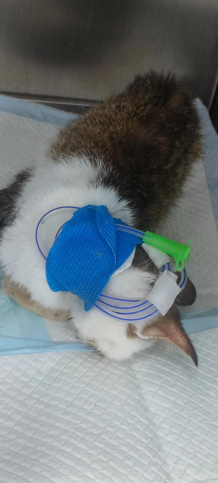 injured cat sleeping at vet's place