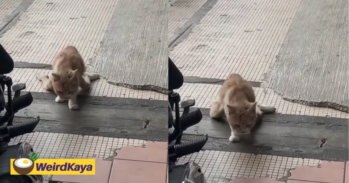 Injured cat with fractured legs seen crawling around kuchai lama, netizens urge for help | weirdkaya