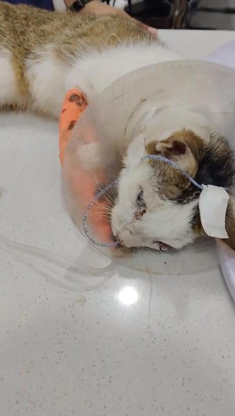 injured cat