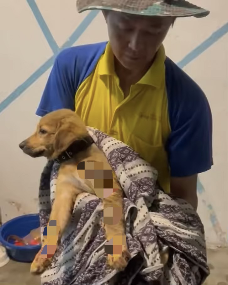 Injured dog being held by spca staff