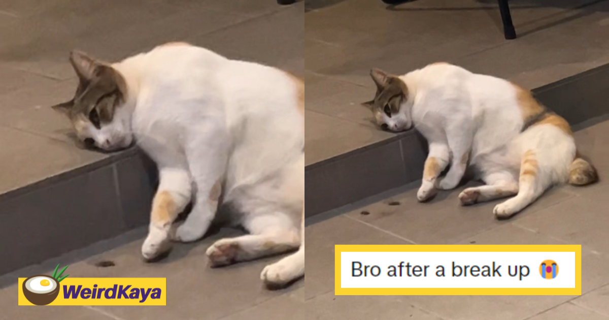 'it's going through a break-up' - m'sians amused by cat staring aimlessly into space | weirdkaya