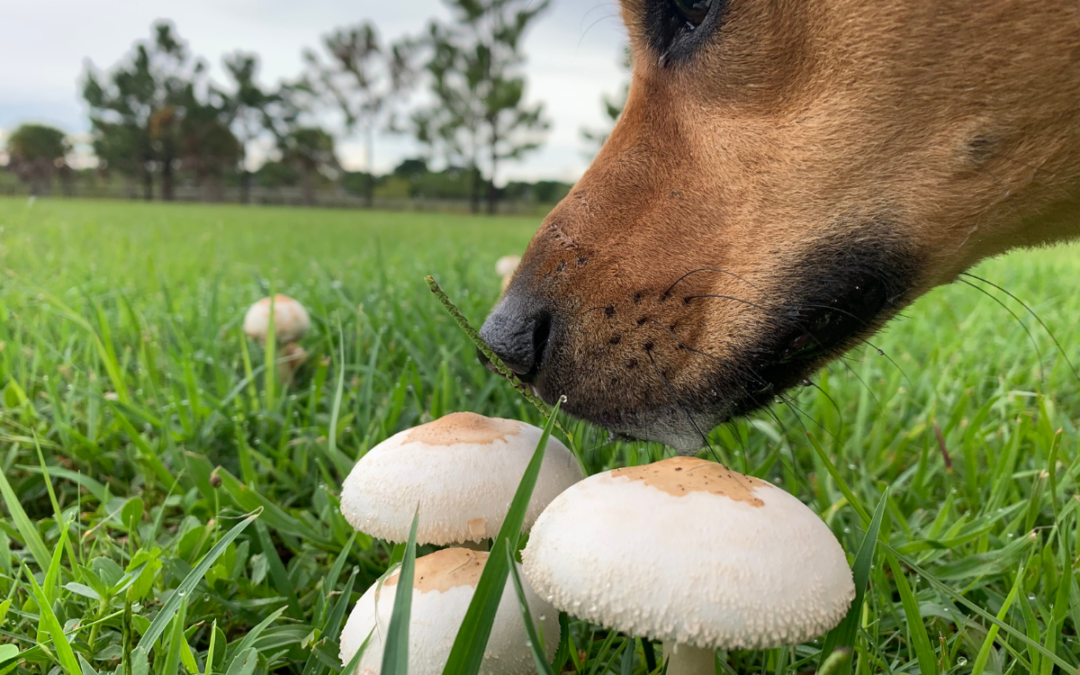 Dog smelling mushrooms