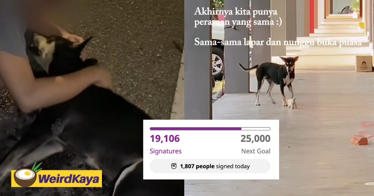 #justiceforkopi petition gains over 19k signatures, m'sians call for accountability for its death | weirdkaya