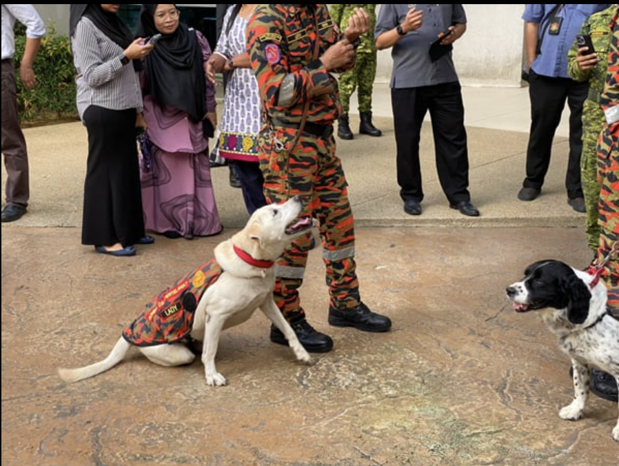 K9 dogs receive 'golden performance' medal by govt for helping in batang kali landslide rescue mission | weirdkaya
