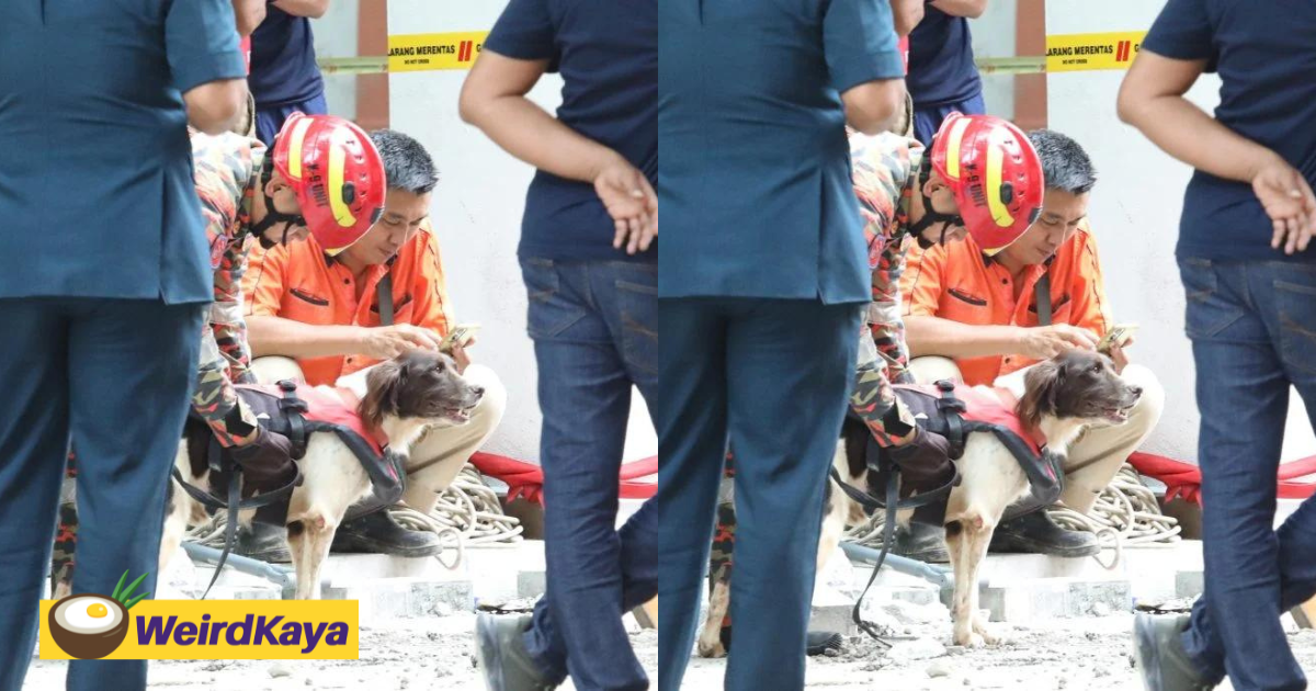 K9 rescue dogs frankie & denti return to help search for woman who fell into kl sinkhole | weirdkaya