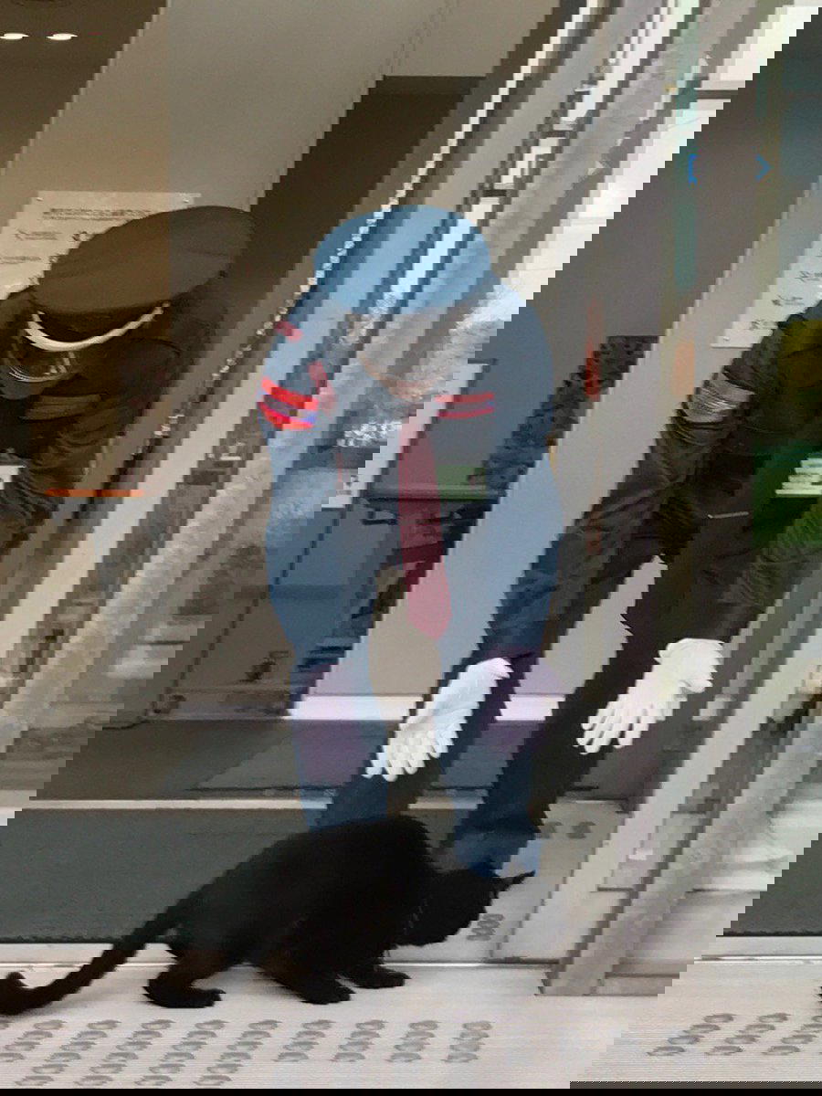 Ken-chan, The Cat Who Tried To Enter A Museum In Japan For 8 Years, Has Passed Away