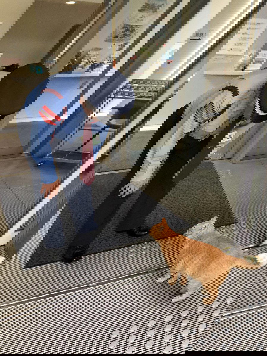 Ken-chan, The Cat Who Tried To Enter A Museum In Japan For 8 Years, Has Passed Away