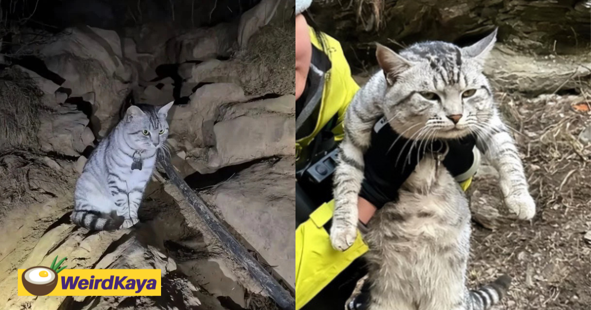 Kind Hikers Keep “Rescuing” This Cat On A Mountain In China, So It Ha s To Climb Back Home Every Time