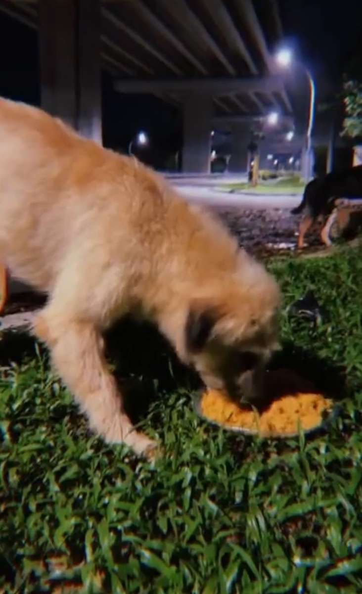 Kind m'sian couple cooks meals 4 days a week to feed stray dogs near their house | weirdkaya