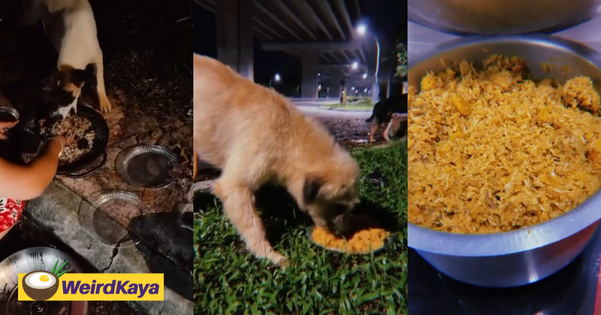 Kind m'sian couple cooks meals 4 days a week to feed stray dogs near their house | weirdkaya
