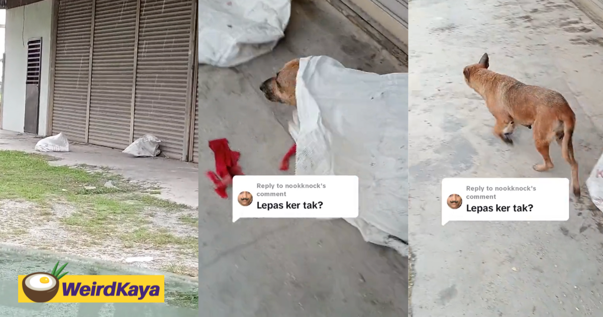 Kindhearted m'sian man frees 2 dogs found tied up inside gunny sacks | weirdkaya