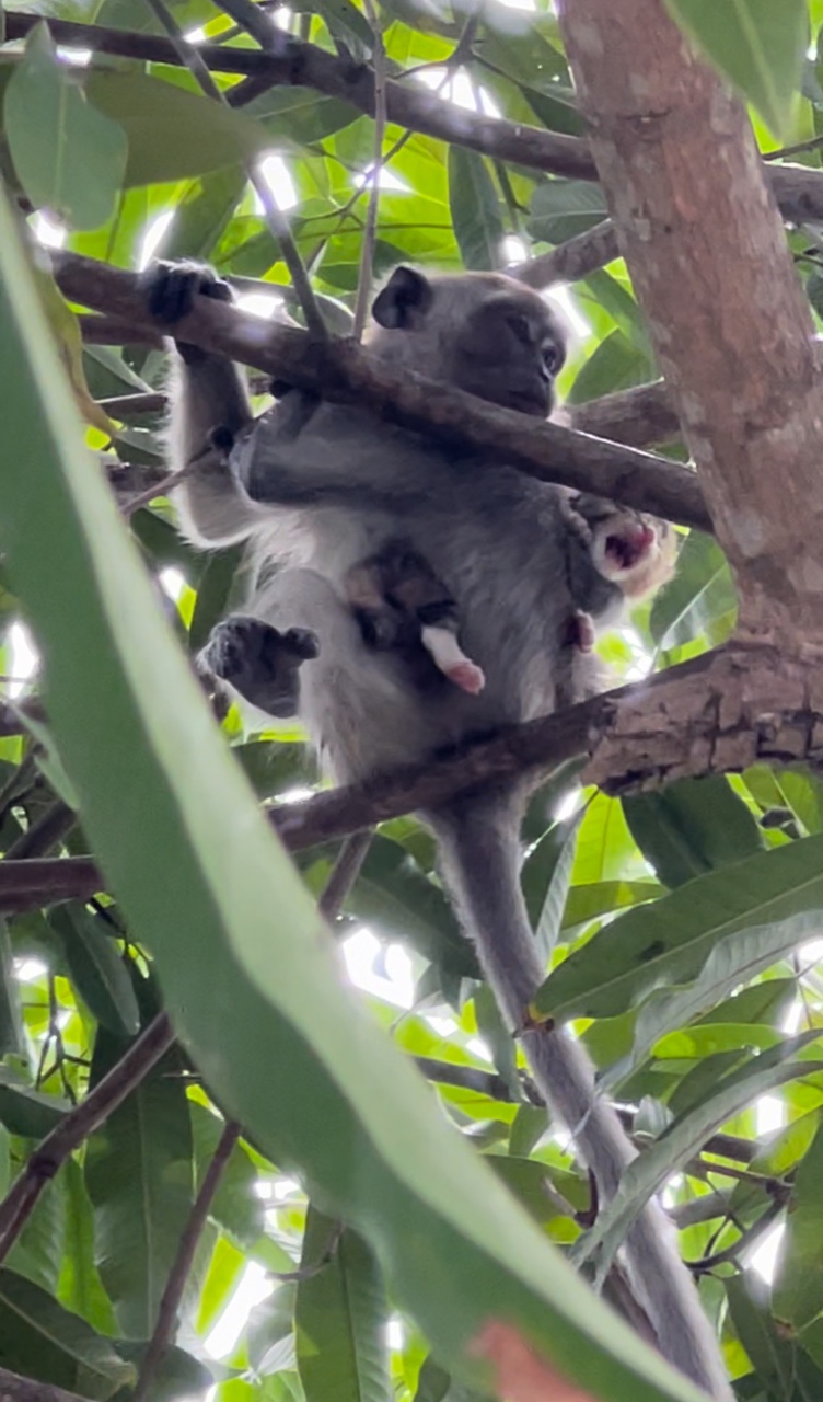 Female cat remains calm even after cheeky monkey snatches her kitten away | weirdkaya